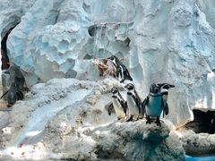 -帝企鹅自助餐厅•儿童岛•真企鹅(长隆企鹅酒店)