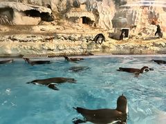 -帝企鹅自助餐厅•儿童岛•真企鹅(长隆企鹅酒店)