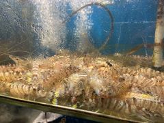 -胖大嫂渔家排档·全海景餐厅(渔村店)