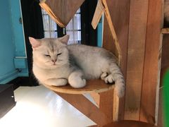-猫色咖啡·猫咖