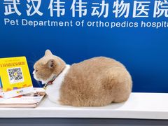 -伟伟宠物医院·CT影像中心·瑞派犬猫综合性门诊(汉口总院)