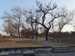 -云岗森林公园