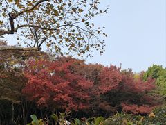-八大关景区