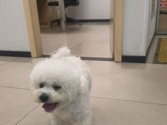-艾贝尔宠物医院 ·中兽医·宠保定点(北门桥店)