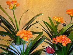 -溪岸路花鸟市场