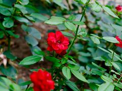 -莲池书院博物馆