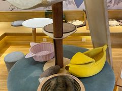 -滚猫咖啡·猫咖·猫友好撸猫(未来城店)