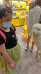 -神奇动物撸宠馆·羊驼·小浣熊·异宠(豫园店)