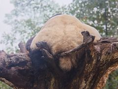 -都江堰中华大熊猫苑