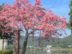 -风云岭森林公园