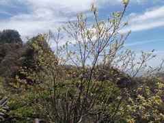 -王顺山国家森林公园