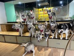 -Husky Go! 哈士奇体验馆·宠物咖啡厅狗咖