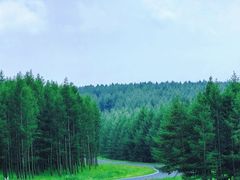 -塞罕坝国家级自然保护区