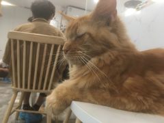 -楼上猫咖(罗湖店)