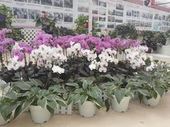 -西部兰花园生态园