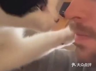 看到猫咪这么黏人，我真是嫉妒死了