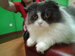 -李小姐の猫咖啡馆(五角场店)