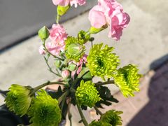-黑龙江省森林植物园
