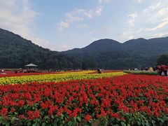 -广州市石门国家森林公园