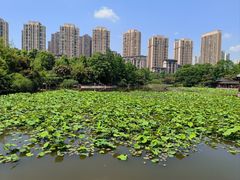 -龙头寺公园