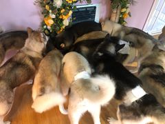 -Husky Go! 哈士奇体验馆·宠物咖啡厅狗咖