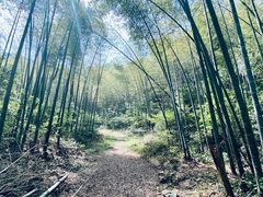 -午潮山国家森林公园