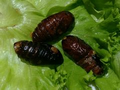 -比亚森自助烤肉料理(裕华店)