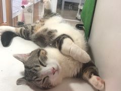 -李小姐の猫咖啡馆(五角场店)
