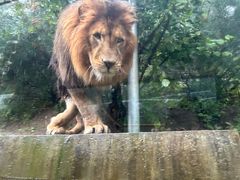 -栾川竹海野生动物园