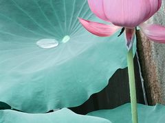 -慧因高丽寺