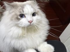 -瑞派康怡24h宠物医院·犬猫医疗中心·微创绝育(瑞景分院)