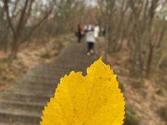 -紫金山山顶公园