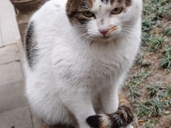 -龙华素斋(龙华路店)