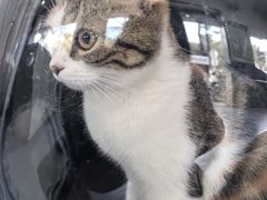 -顺强宠物诊所·狂犬免疫·夜诊·骨科(嘉定店)