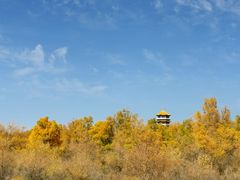 -金塔沙漠胡杨林景区