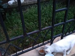-瑞派宠物医院·24h·骨外科·皮肤科·全科宠物医疗转诊中心(沈阳浑南院)