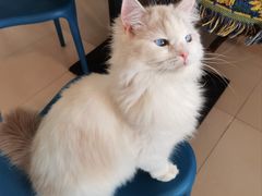 -平行世界·猫咖(首经贸店)