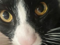 -瑞鹏宠物医院·骨科·猫科·内科(第一中心)