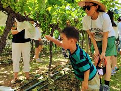 -马陆小张葡萄园农家乐