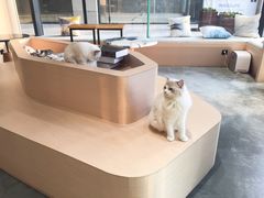 -瞄一喵猫咖(格力海岸店)