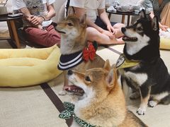-逗柴咖啡屋·狗咖猫咖宠物桌游