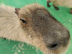 -苏州太湖西山岛开心农场