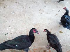 -东方华地城湿地温泉度假区