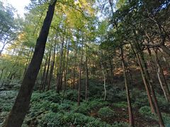 -西湖风景区-江洋畈生态公园