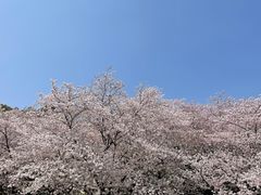 -苏州上方山国家森林公园