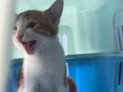 -伟伟宠物医院·瑞派猫友好医院·猫科(光谷店)