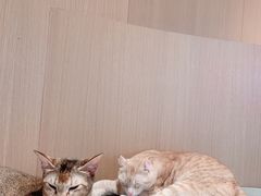 -CAT’S MEWSTAR CAFE·喵星球猫屋(晴湾咖啡店)