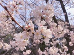 -武汉大学-樱园