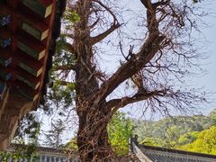 -青岛崂山太清宫