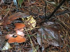 -铁山坪森林公园